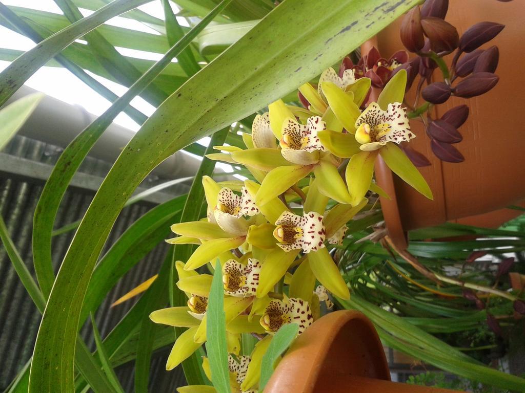 Chambres D'Hotes L'Orchidee Rose ซาลาซี ภายนอก รูปภาพ
